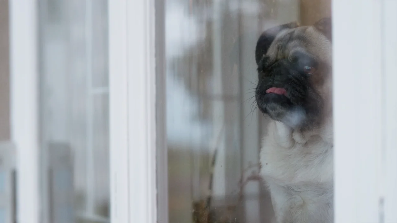 A pug dog looking out from behind a window with its tongue out.