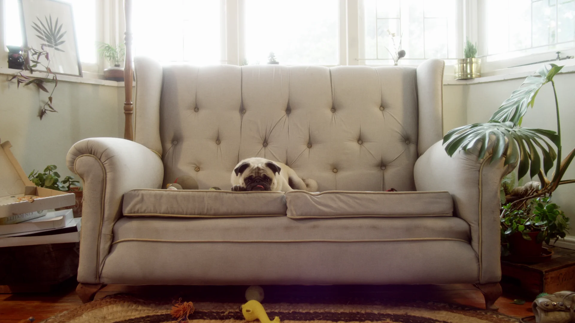 A pug lounging on a cozy tufted couch surrounded by indoor plants and toys.