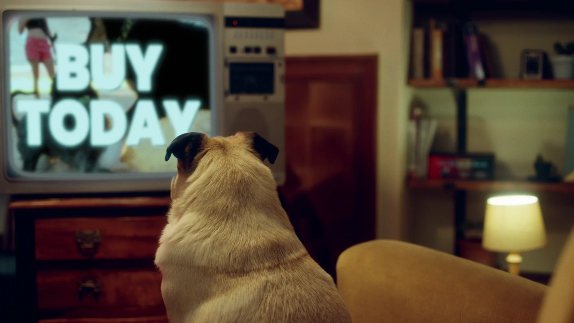 A pug watching a TV with the message 'Buy Today' in a cozy living room setting.
