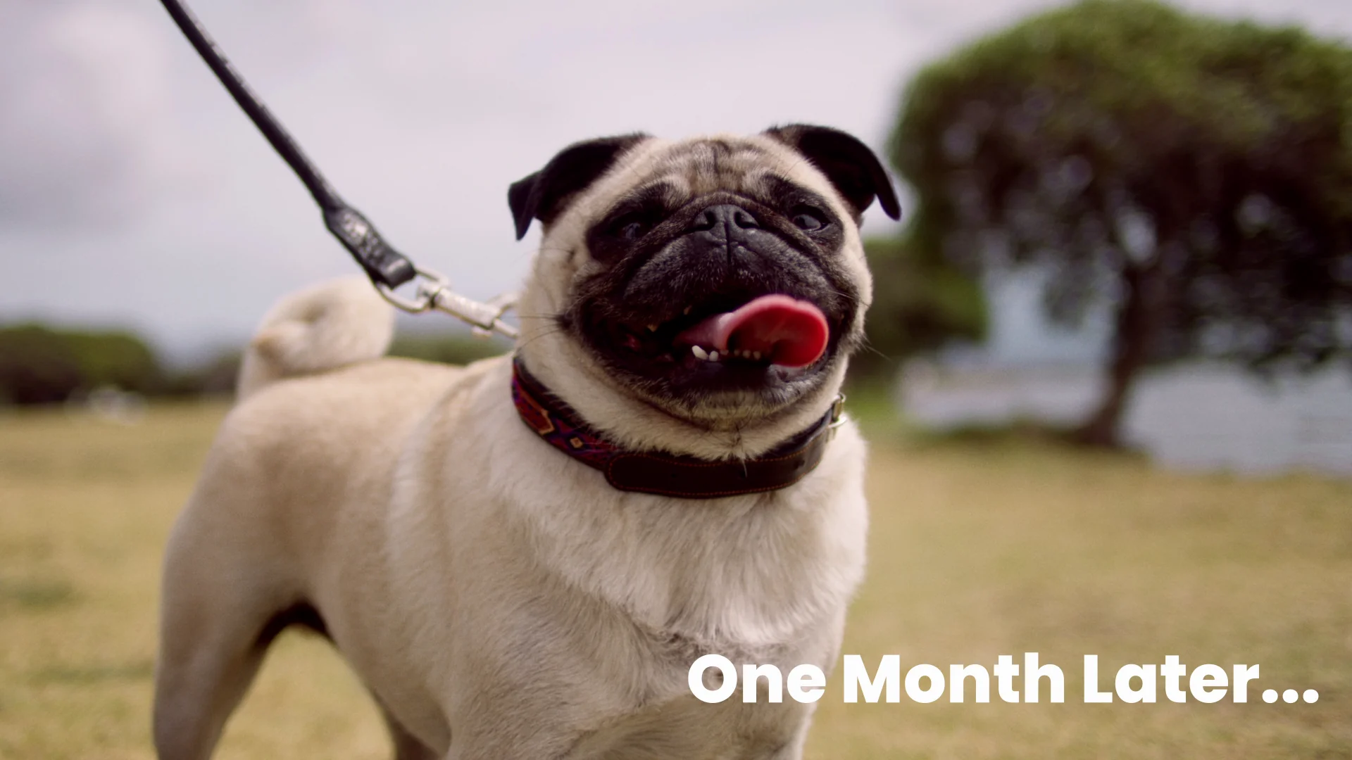 Happy pug dog on a leash in a grassy field, one month later since weight loss.