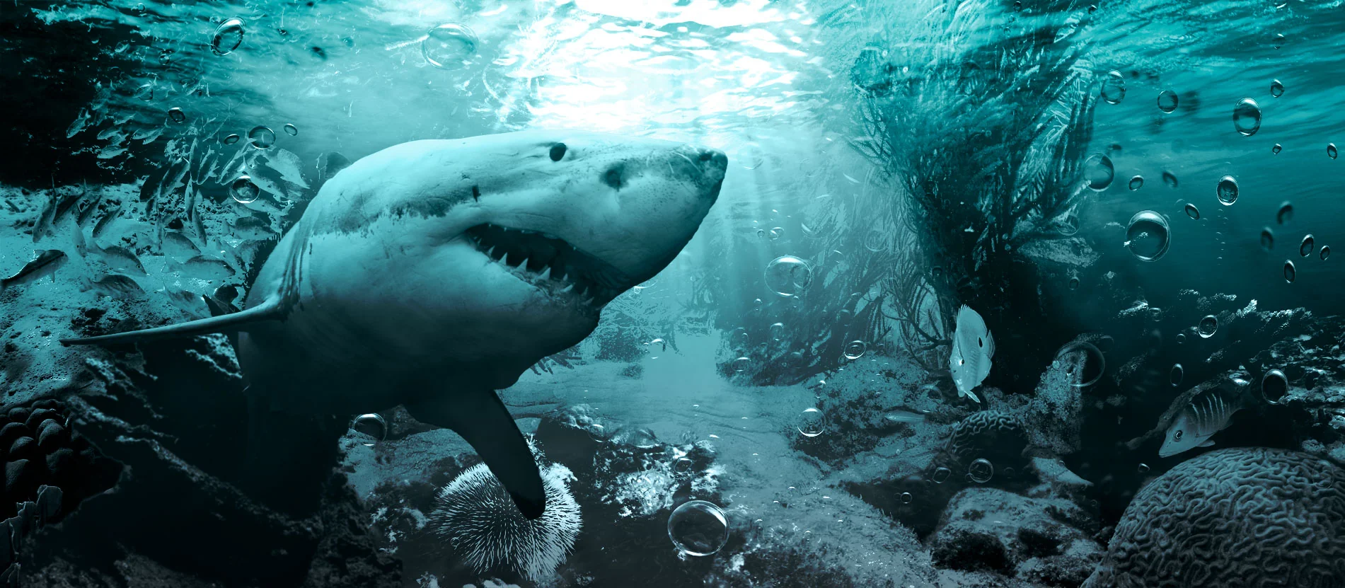 Underwater Shark Attack